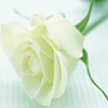 Jewish Women's Circle Past Events