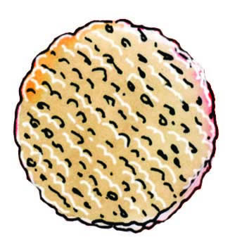 Matzah